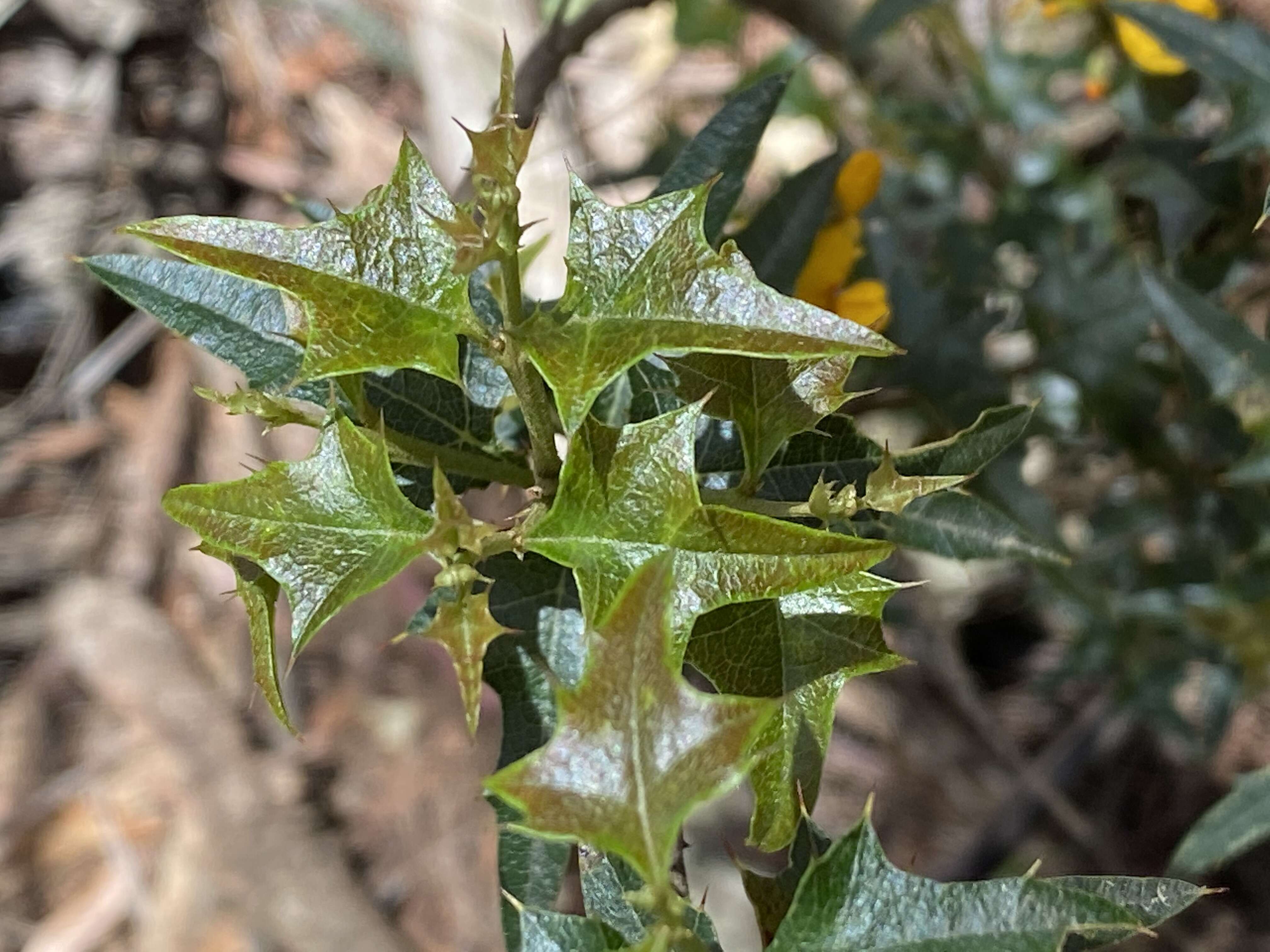 Image de Podolobium ilicifolium (Andrews) Crisp & P. H. Weston