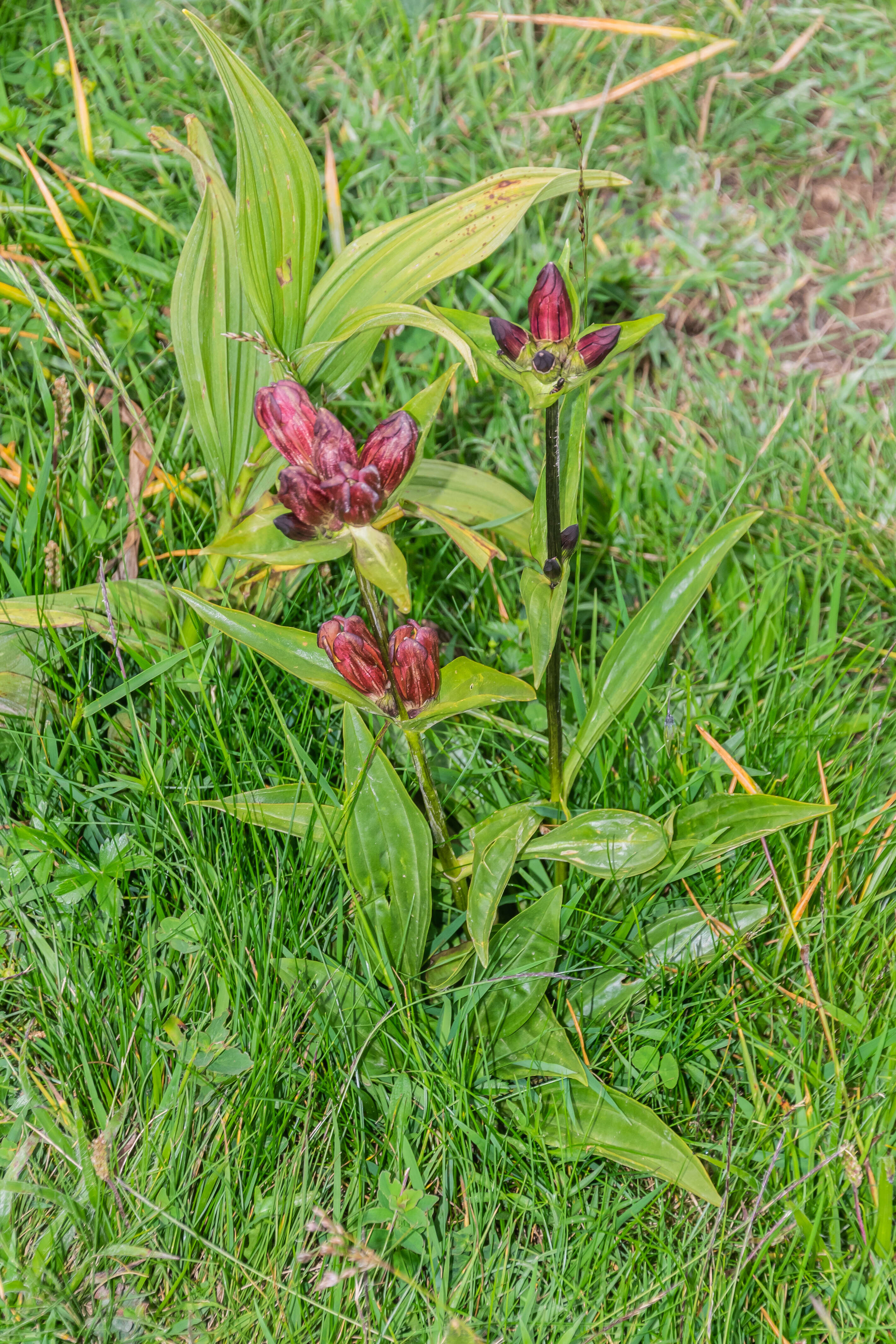 Image de Gentiane Pourpre