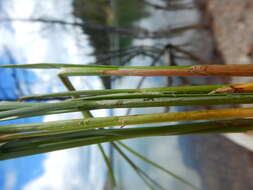 Image of Brown fox sedge