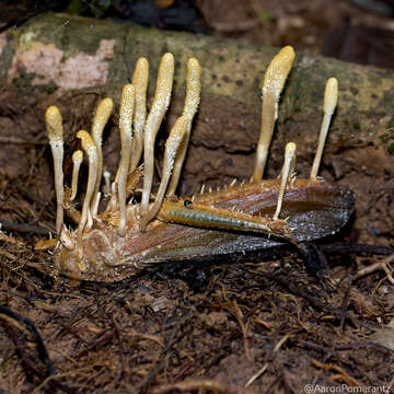 Image of Cordyceps