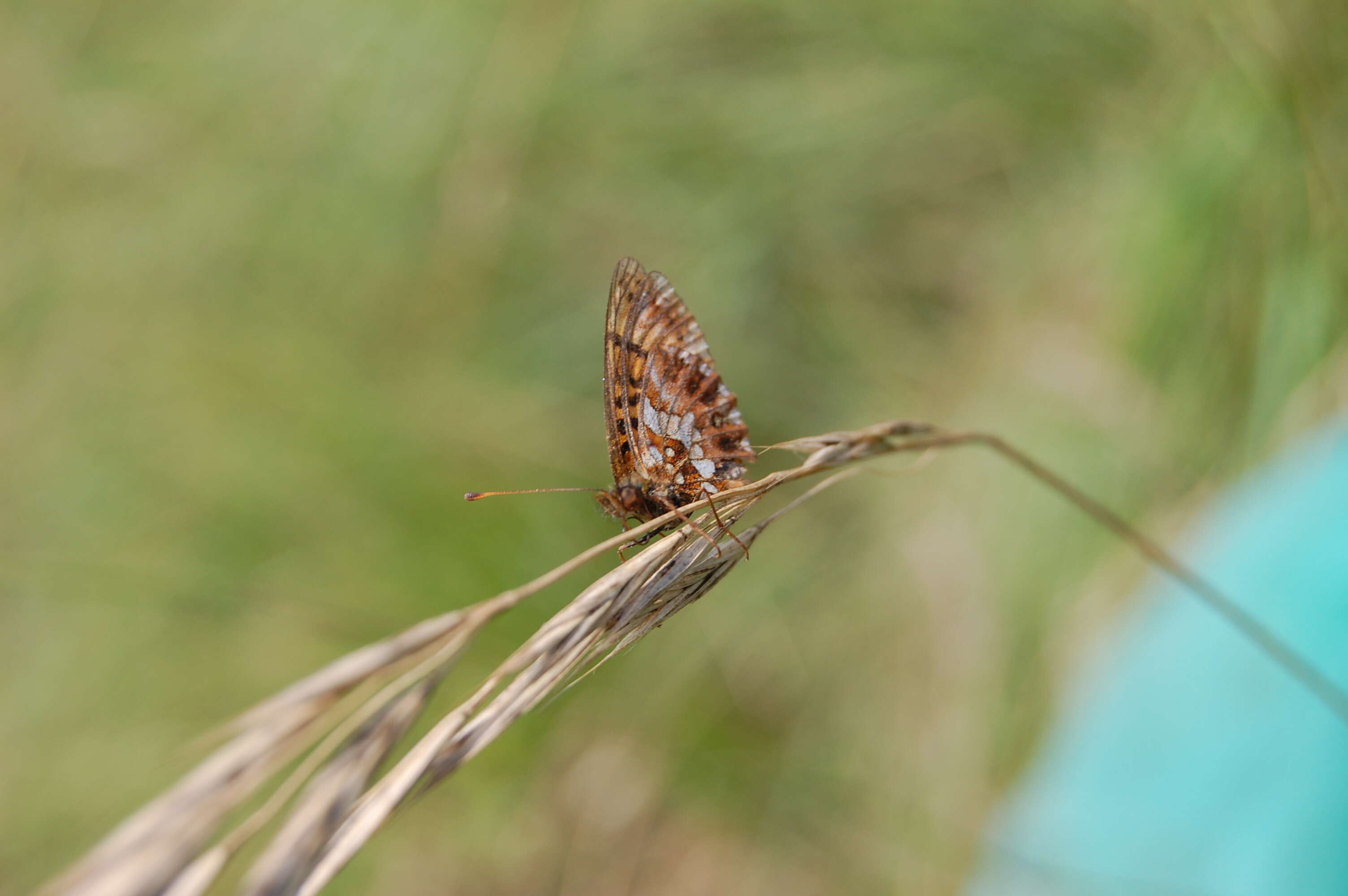 Image of Boloria dia