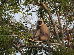 Image de Semnopithecus hypoleucos Blyth 1841