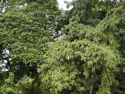 Image of Guiana-chestnut