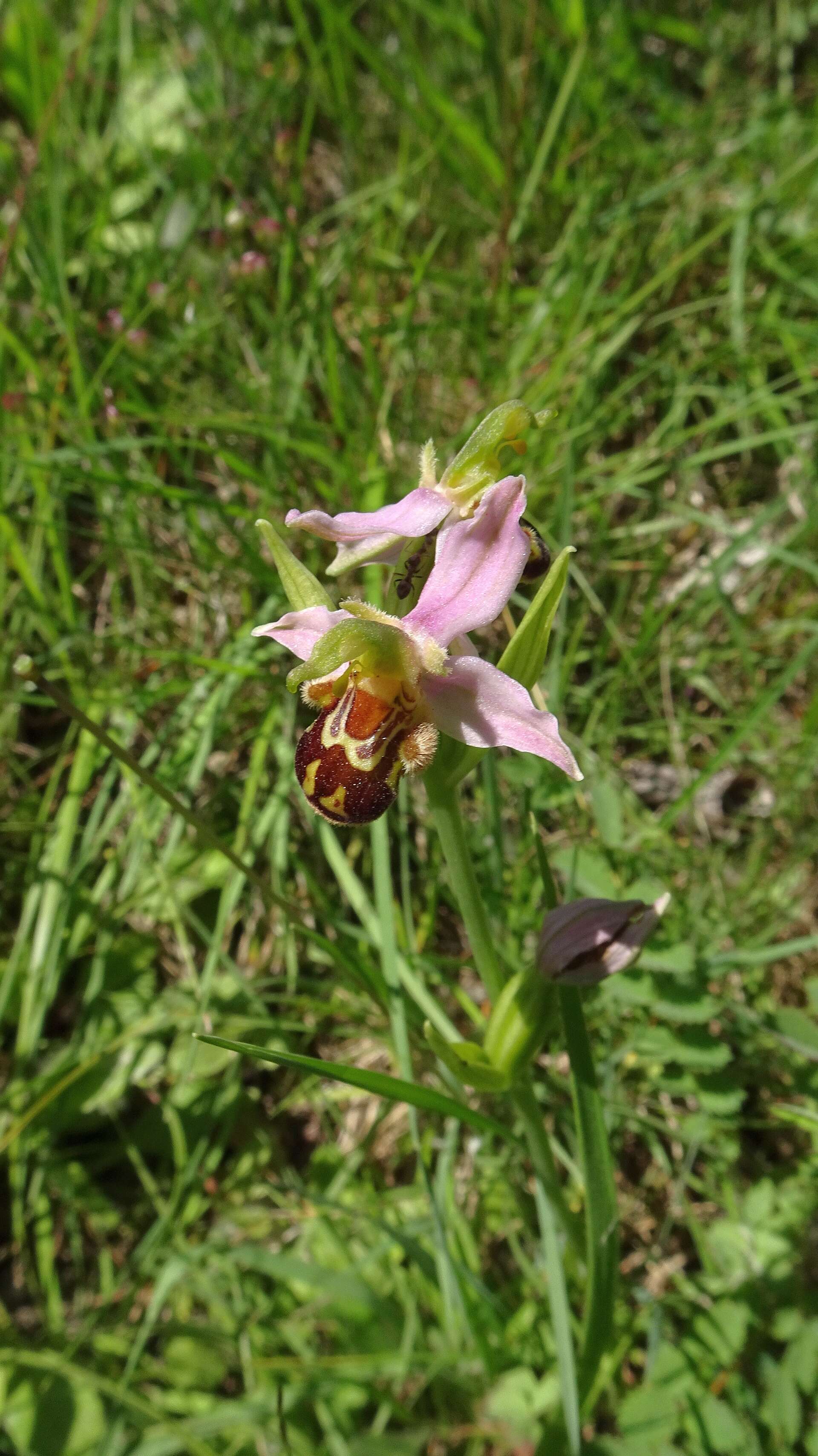 Image of Bee orchid