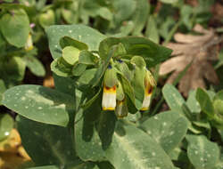 Cerinthe major L. resmi