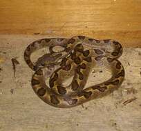 Image of Banded Cat-eyed Snake