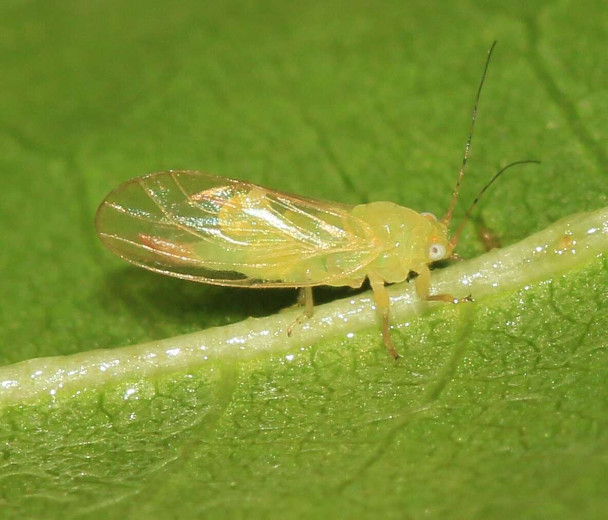 Image of jumping plantlice