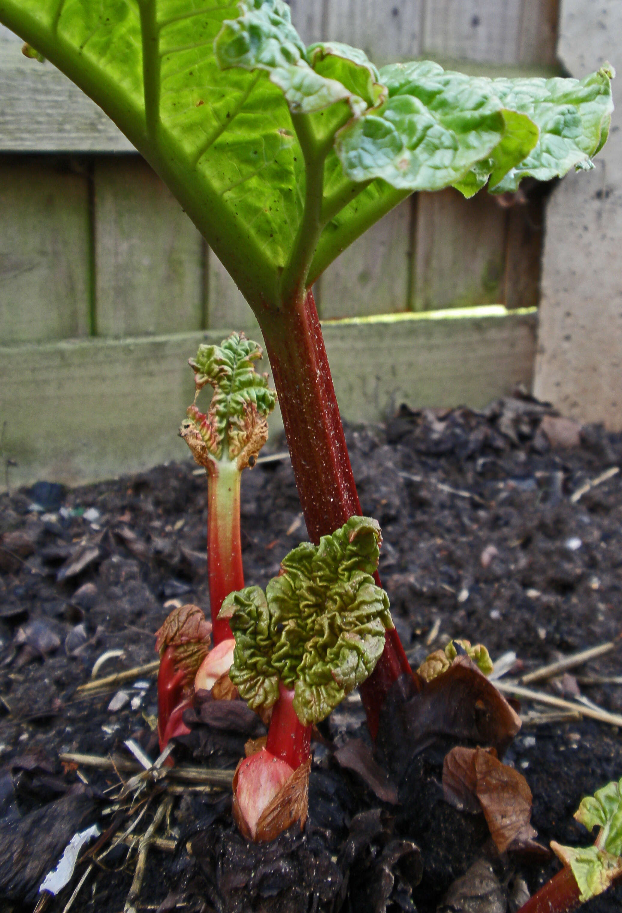 Image of garden rhubarb