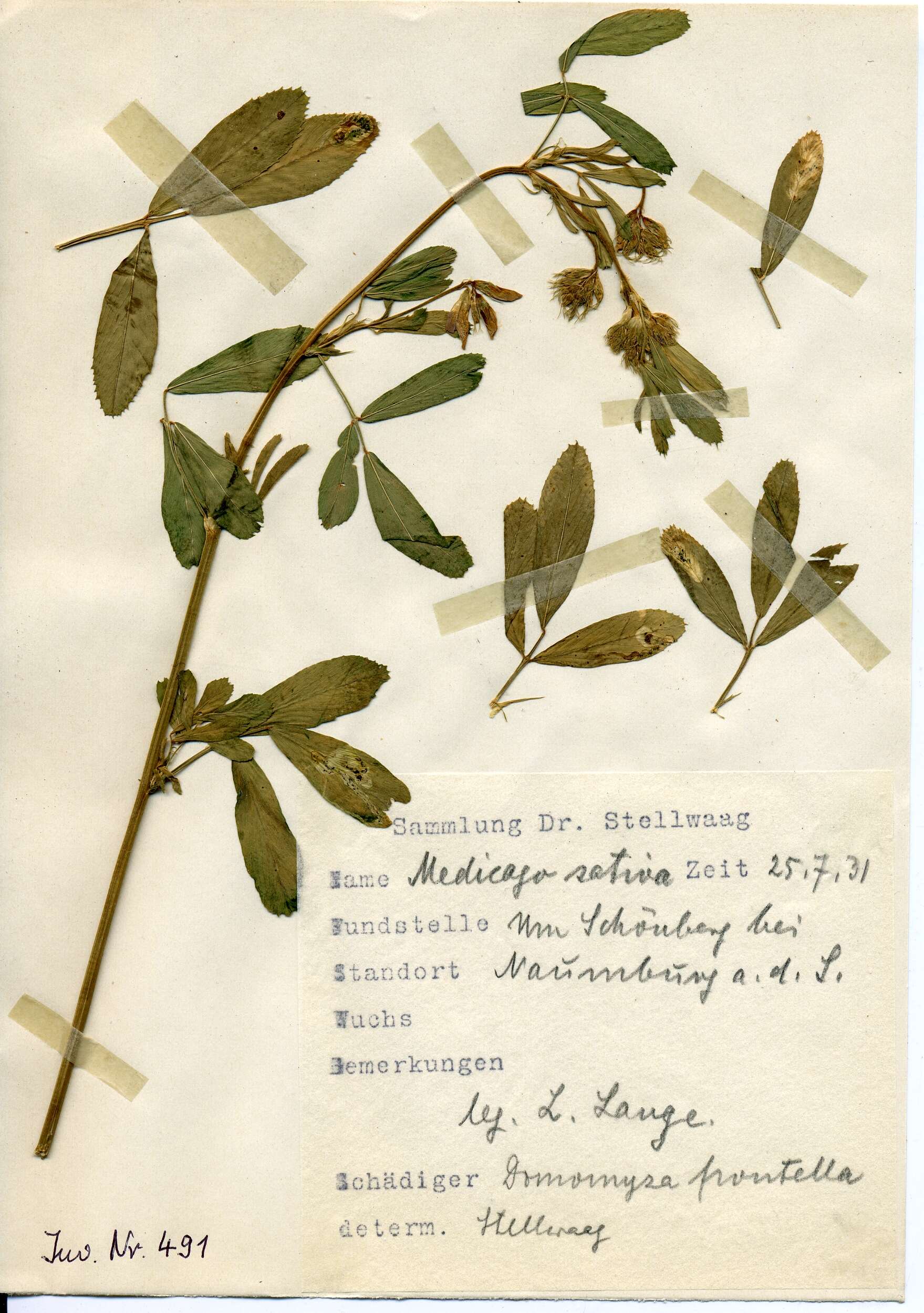 Image of Alfalfa Blotch Leafminer