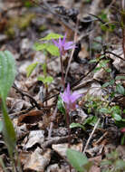 Image of calypso orchid