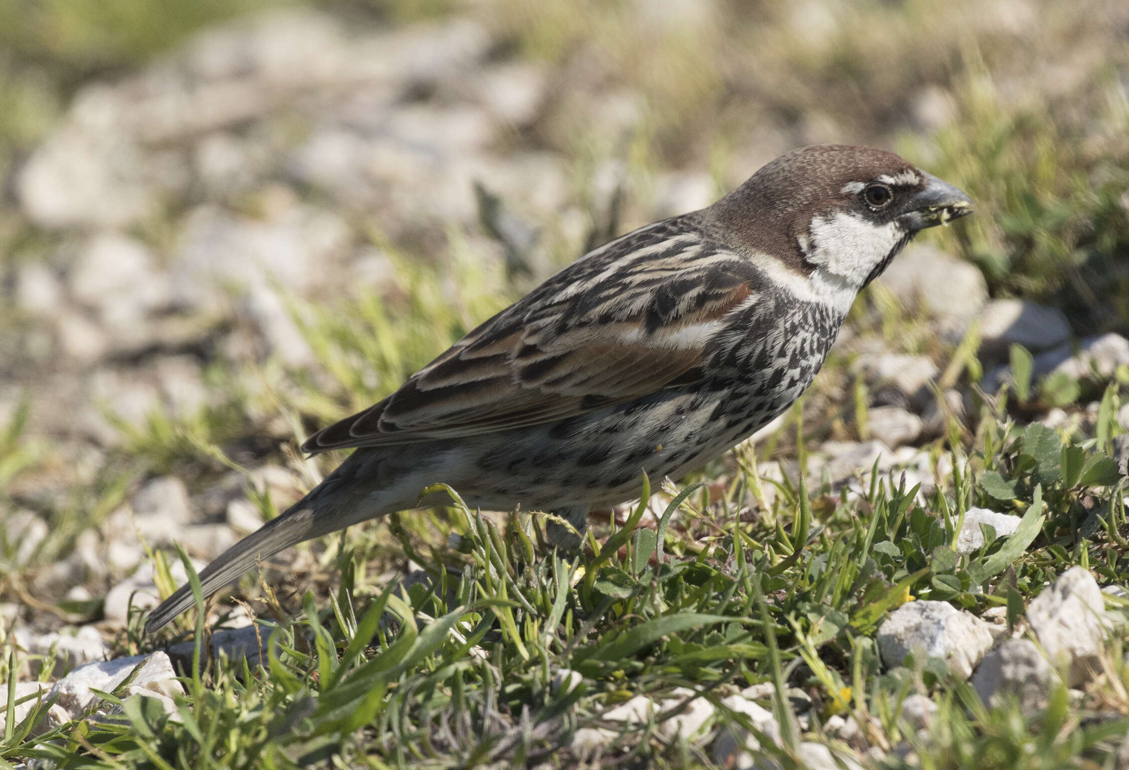 Image of Spanish Sparrow