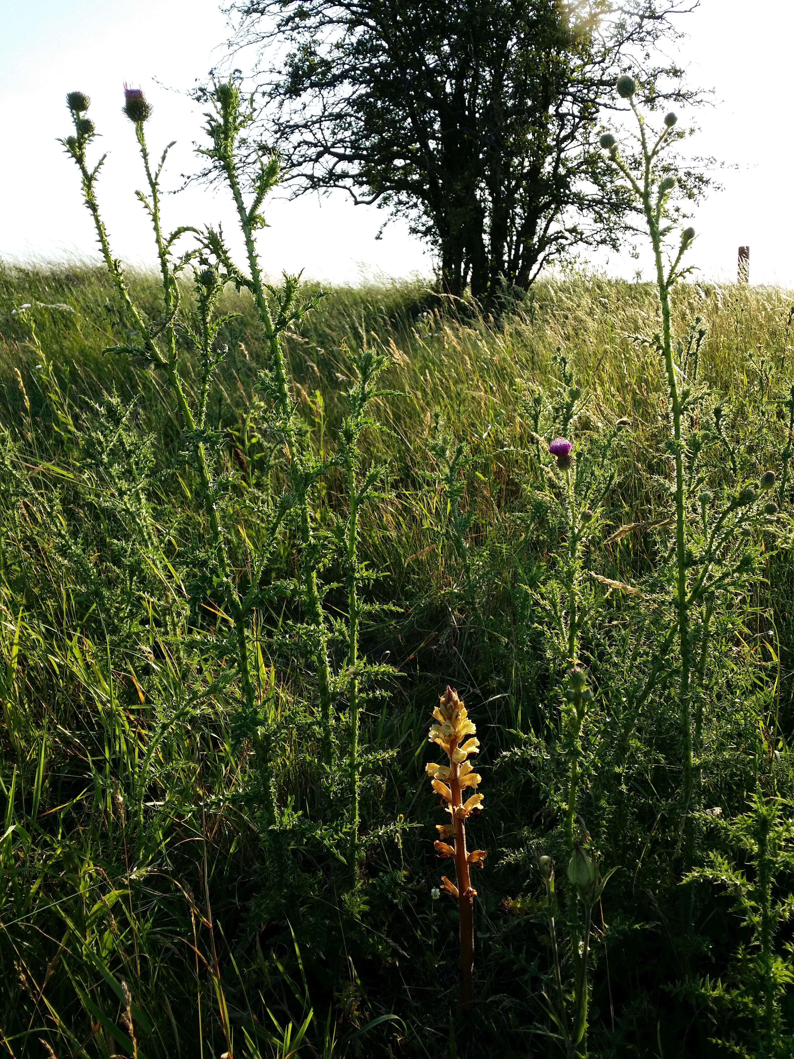 Imagem de Orobanche reticulata Wallr.