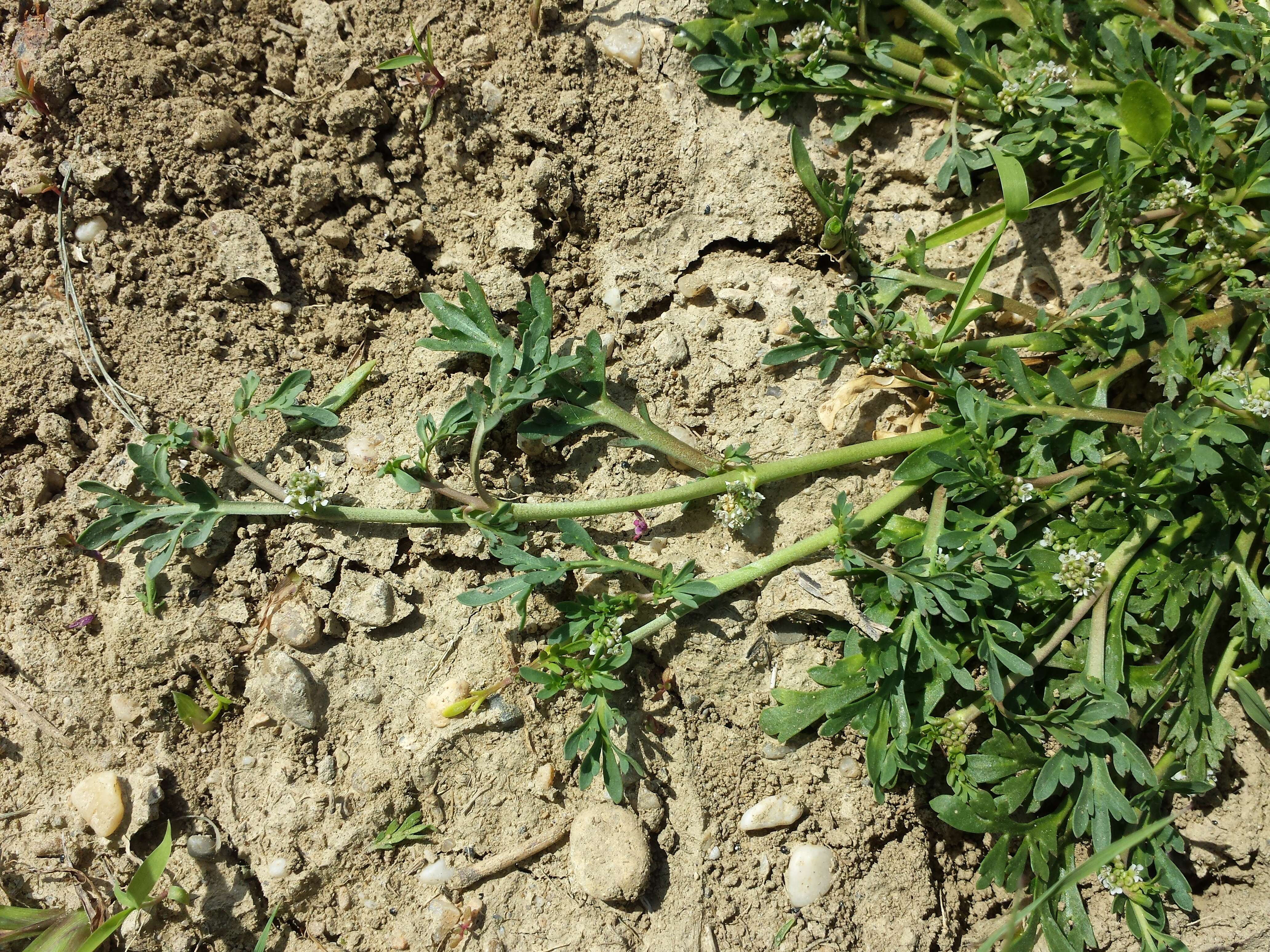 Image of Creeping Watercress