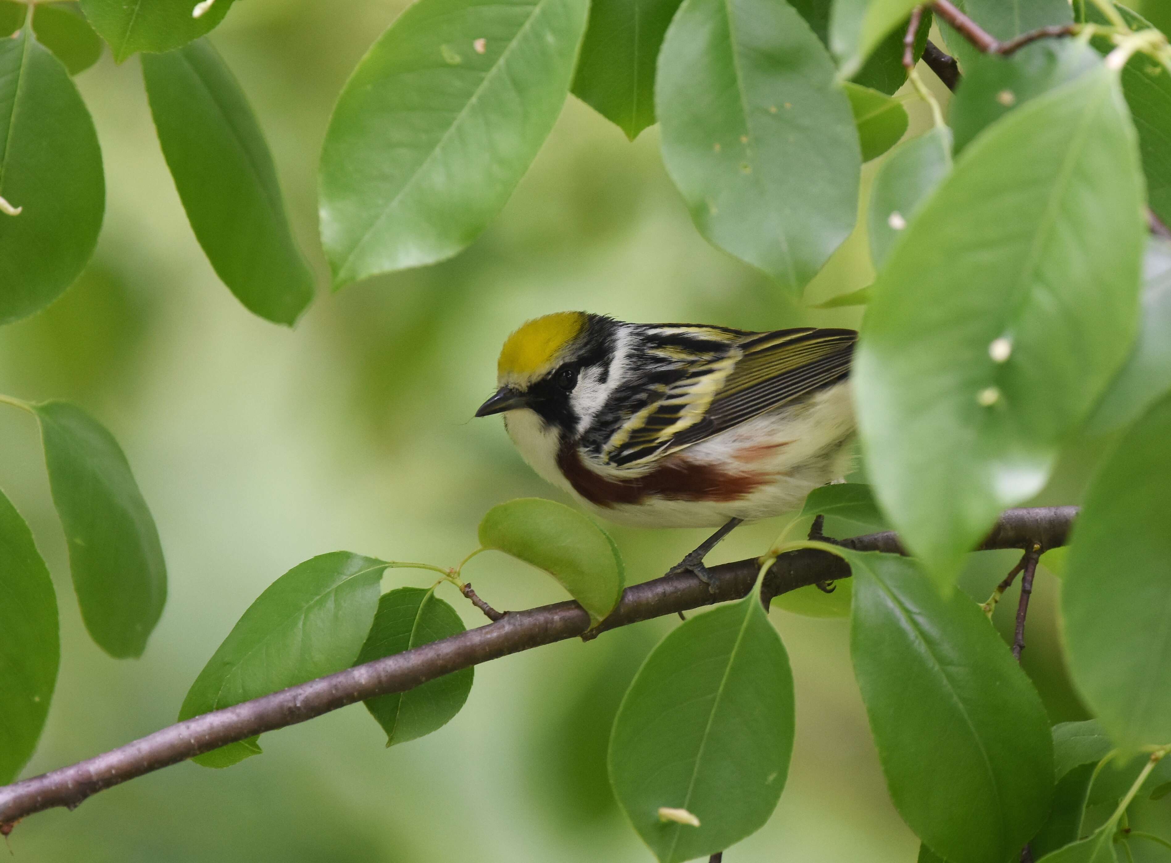 Image of Chestnut-sided Warbler