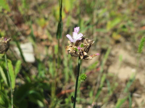 Image of Proliferous Pink