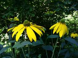 Image of cutleaf coneflower