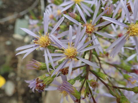 Image of Lindley's aster