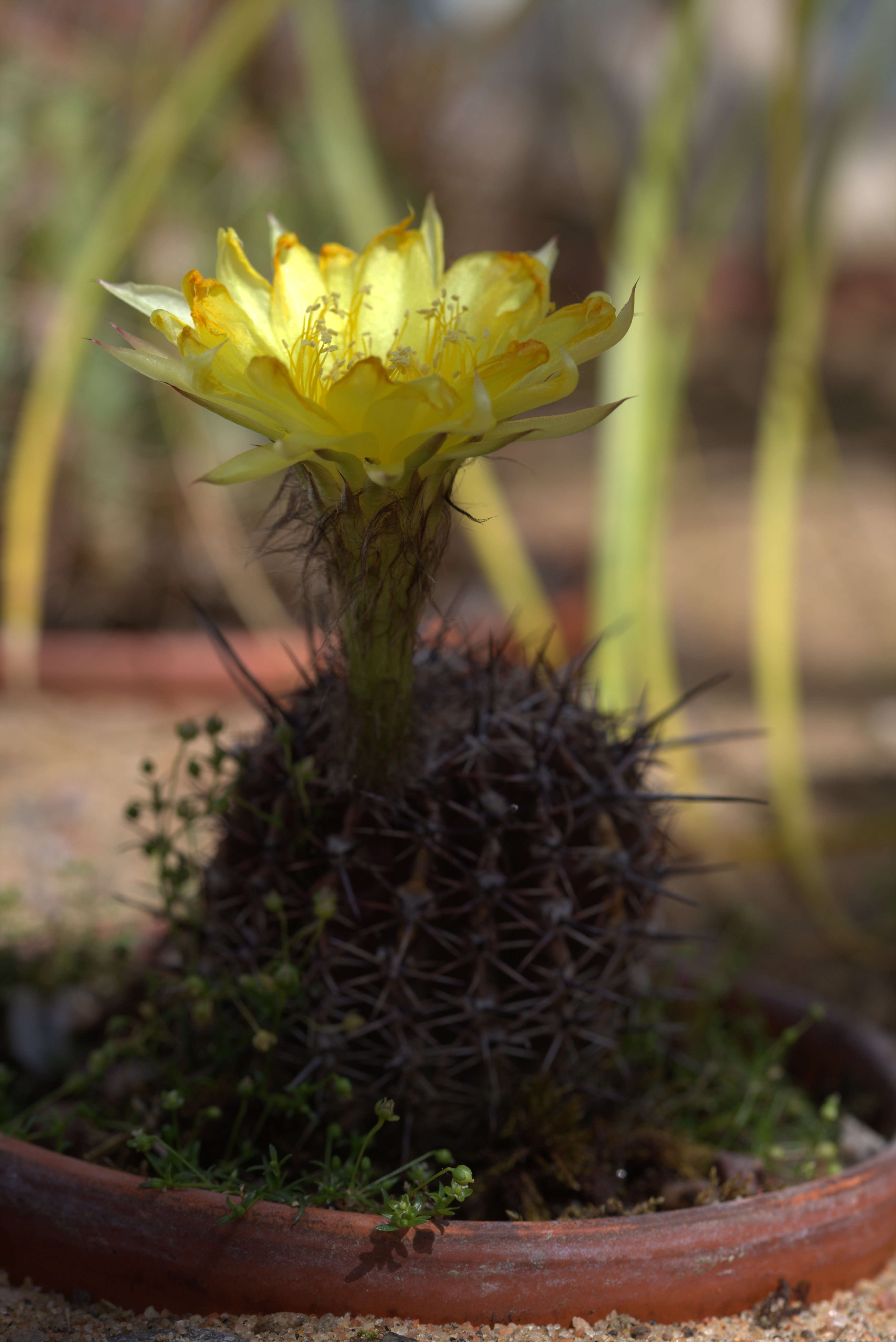 Echinopsis aurea Britton & Rose resmi