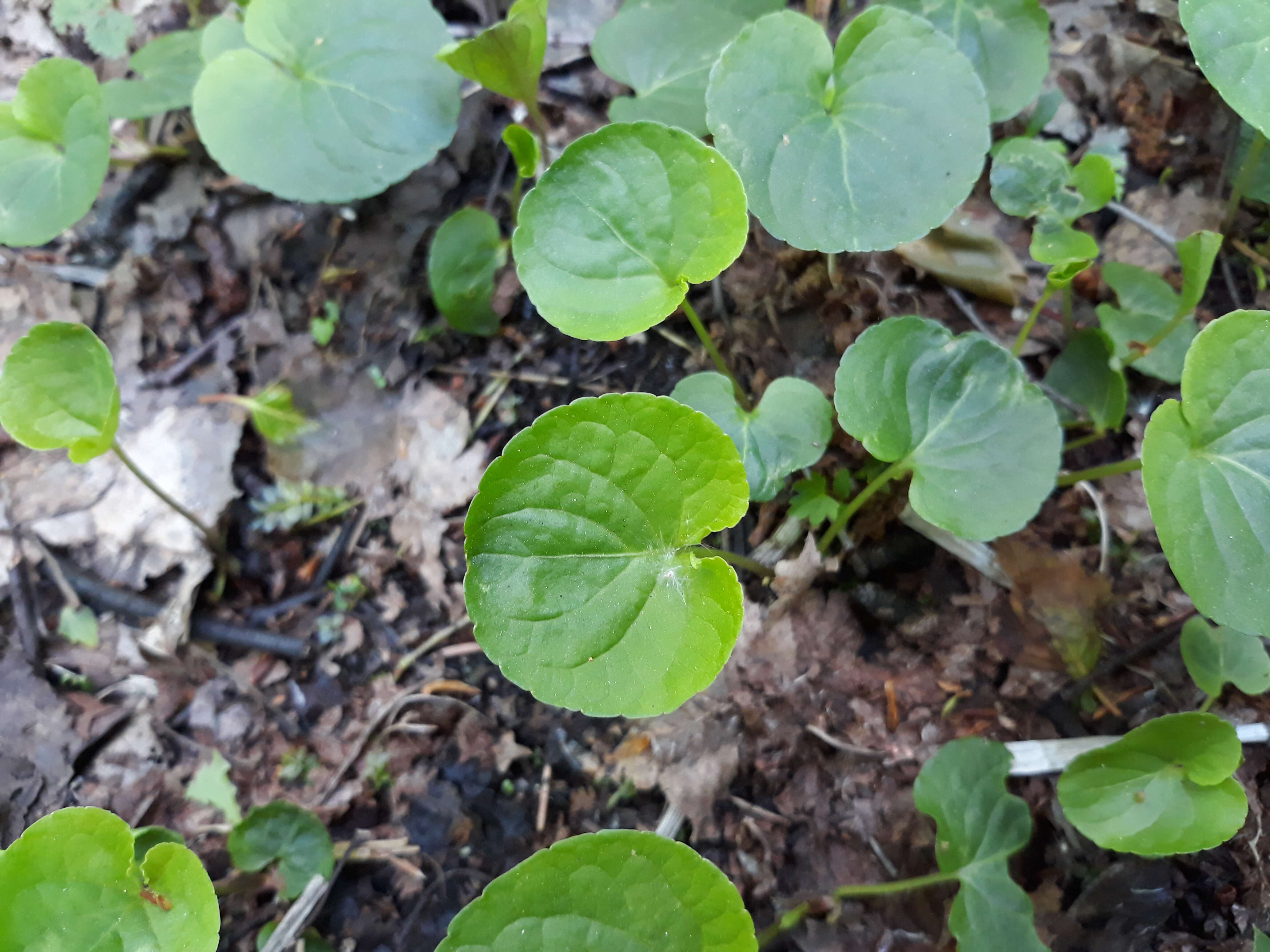 Plancia ëd Viola palustris L.