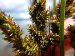 Image of Brown fox sedge