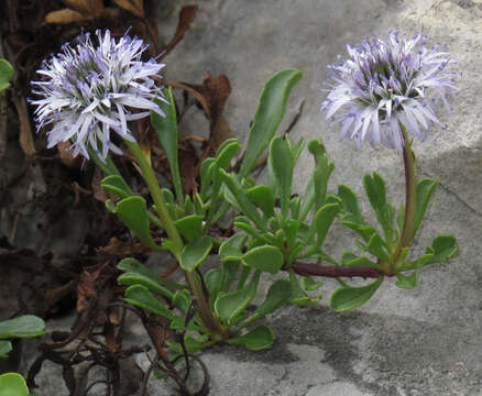 Image of Heart-leaf Globe Daisy