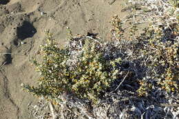 Image of Tetraena alba (L. fil.) Beier & Thulin