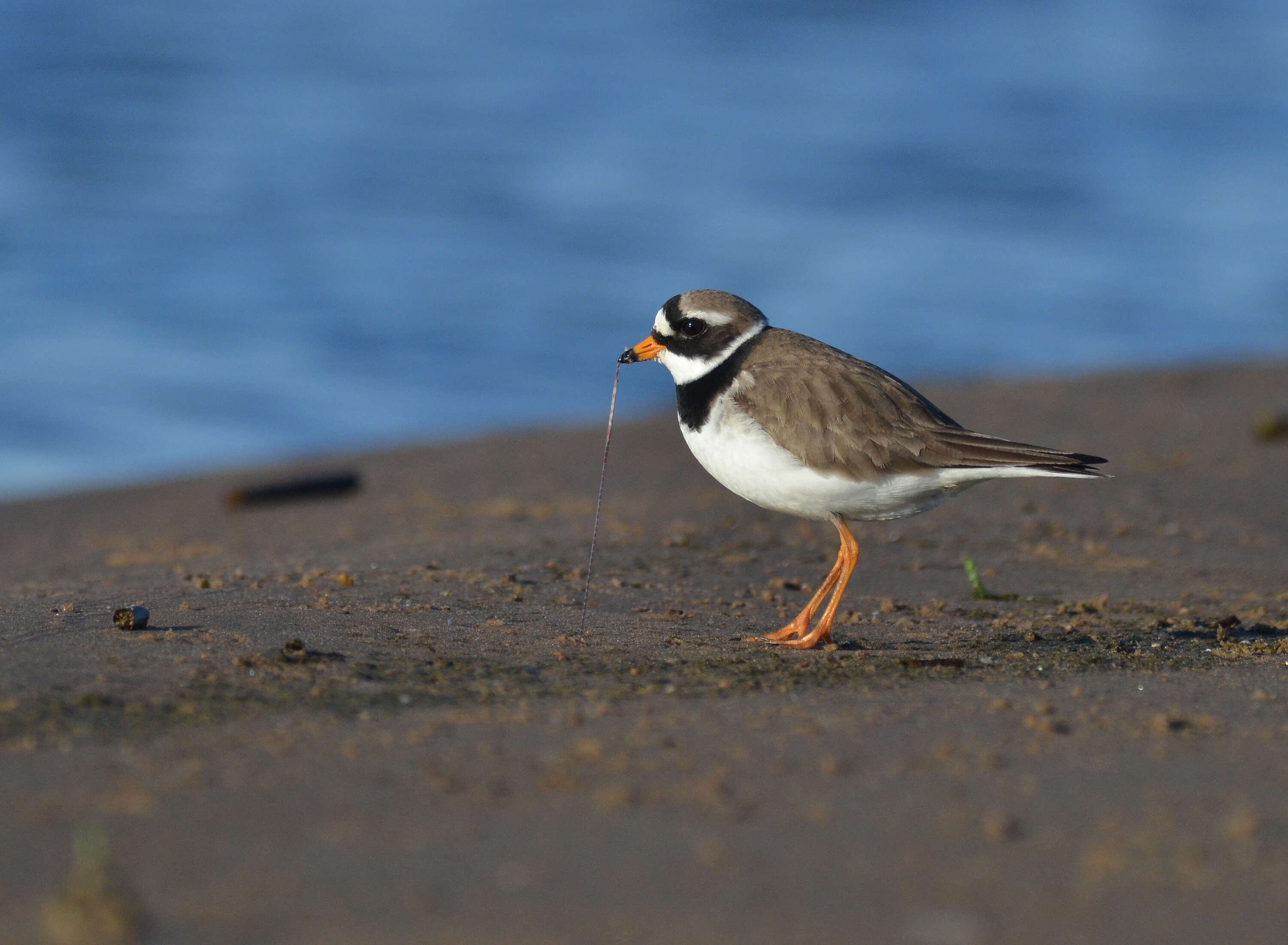 Image of ringed plover, common ringed plover