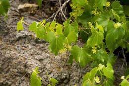 Image of canyon grape