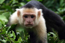 Image of Panama capuchin monkey