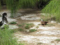 Image of gray sheoak