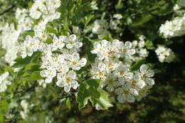 Image of Crataegus meyeri Pojark.