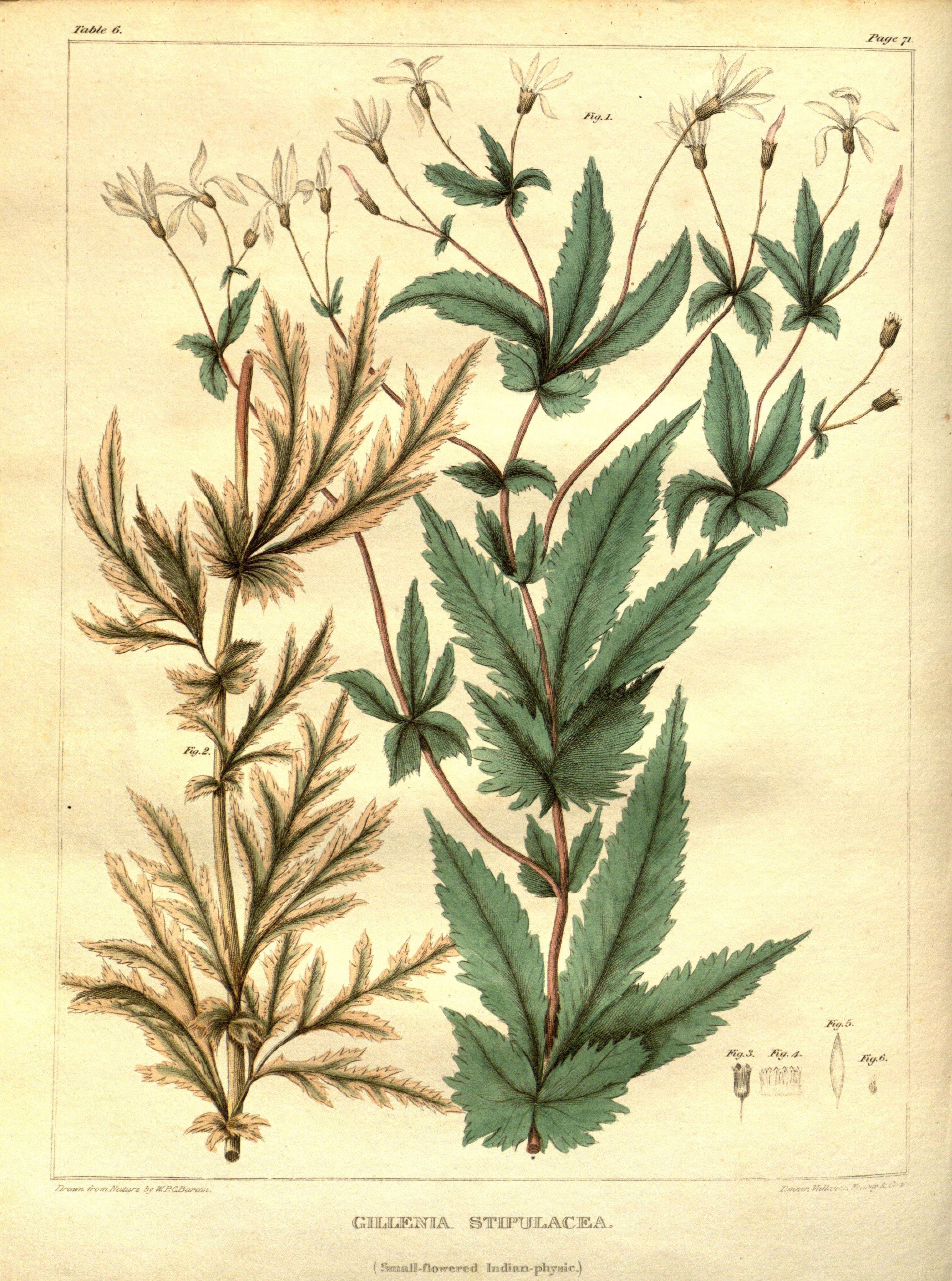 Plancia ëd Gillenia stipulata (Muhl. ex Willd.) Bergmans