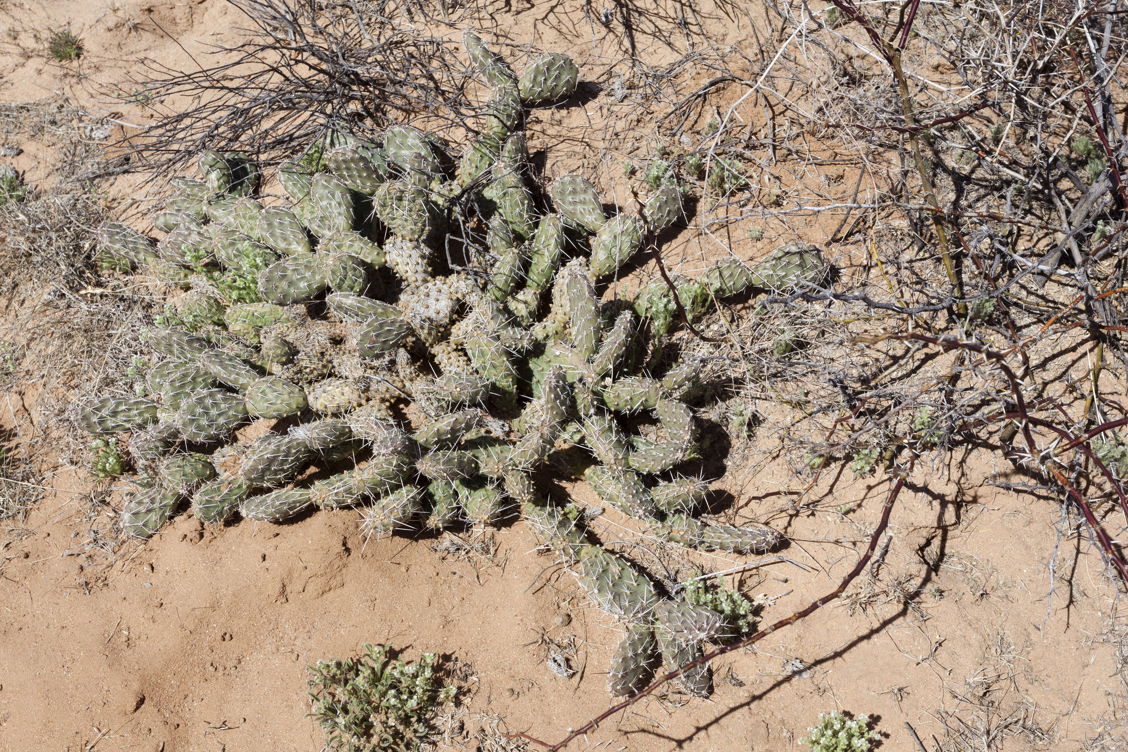 Image of Panhandle Prickly-pear