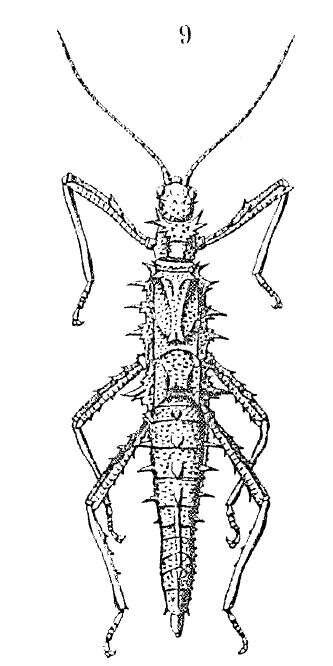 Image of Tisamenus draconina (Westwood 1848)