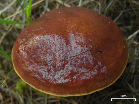 Image of Suillus ponderosus A. H. Sm. & Thiers 1964