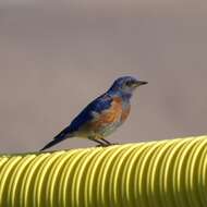 Image of Western Bluebird