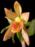 Image of Helleborine