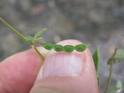 صورة Desmodium rhytidophyllum Benth.