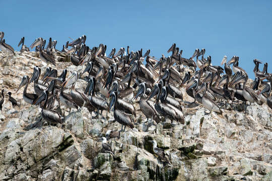 Image of Peruvian Pelican