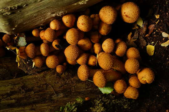 Pholiota squarrosa (Vahl) P. Kumm. 1871 resmi