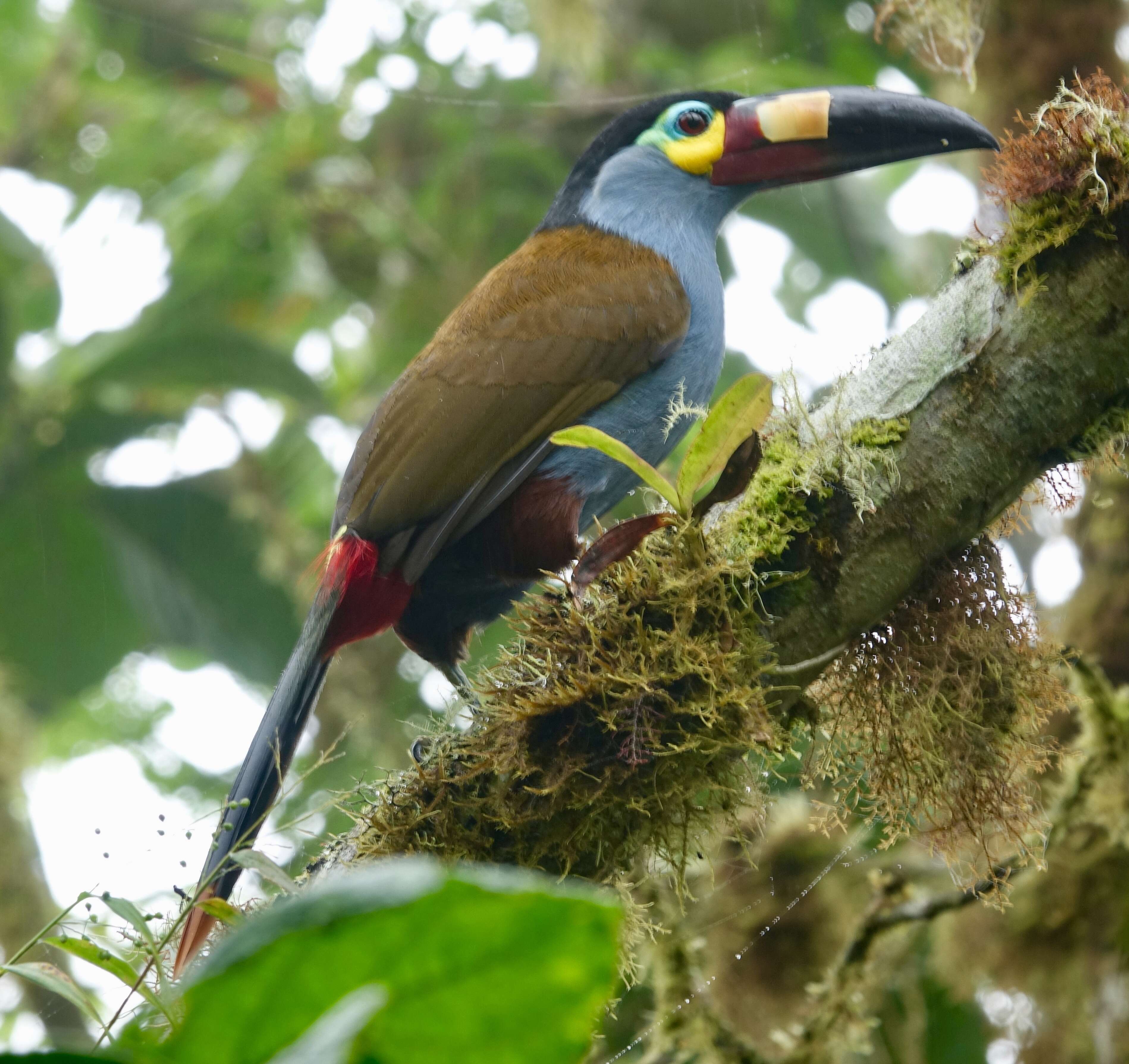 Image of Plate-billed Mountain Toucan