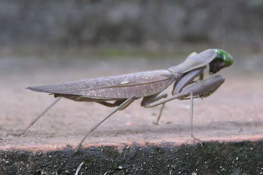 Image of giant Asian mantis