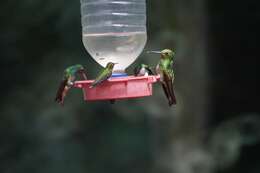 Image of Buff-tailed Coronet