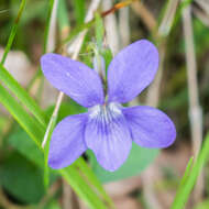 Image of common dog-violet