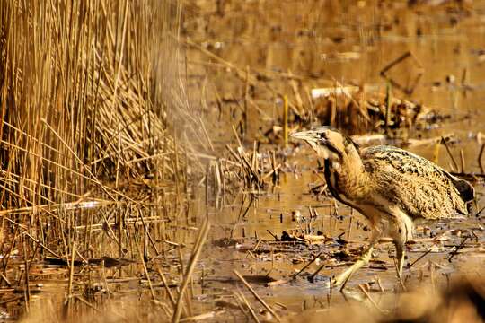 Image of great bittern, bittern