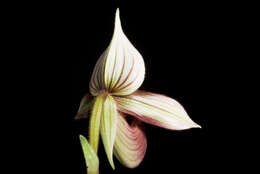 Image of Purple Paphiopedilum