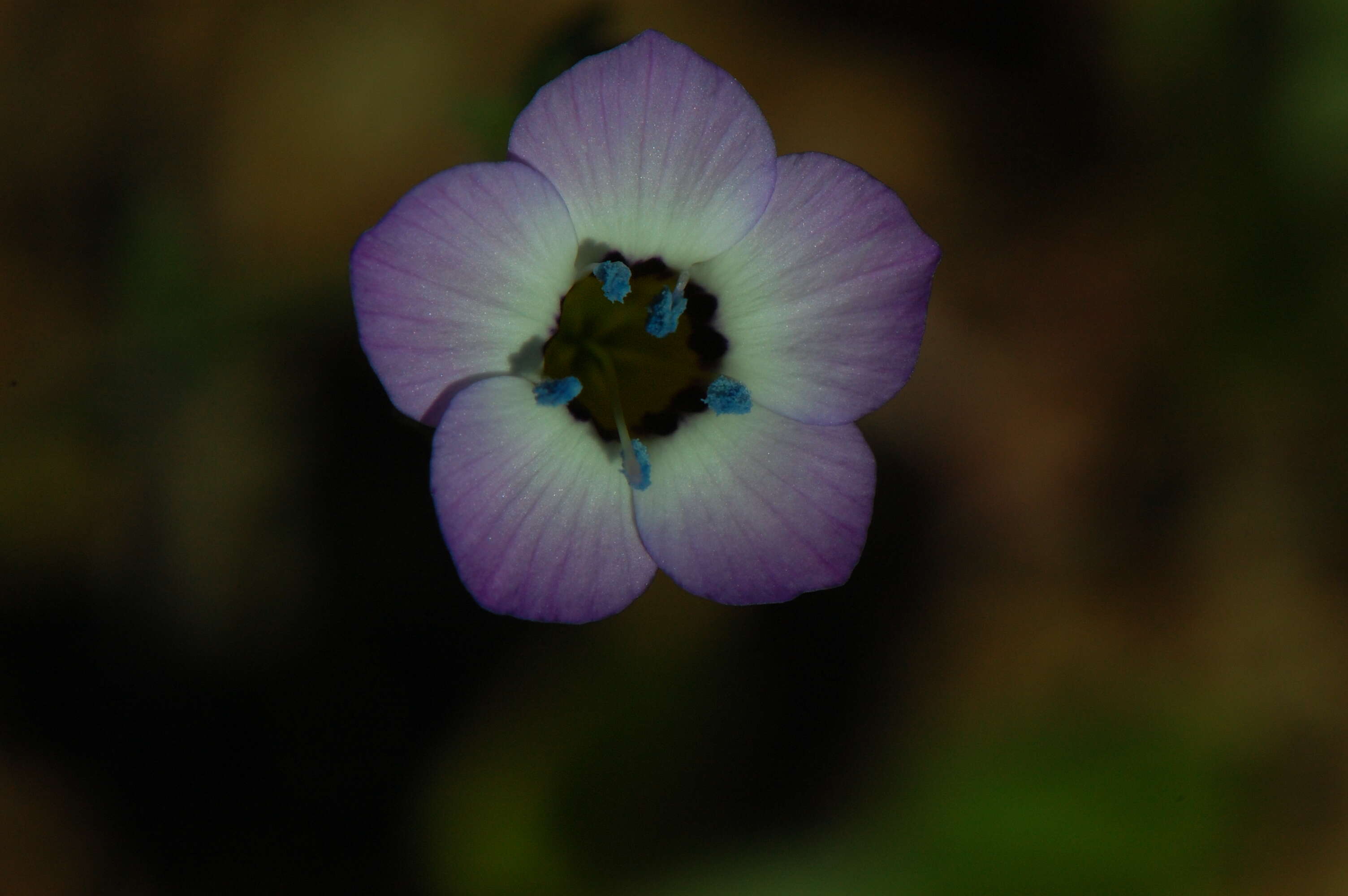 Image of bird's-eye gilia