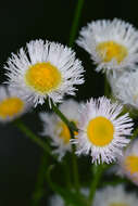 Image of Philadelphia fleabane