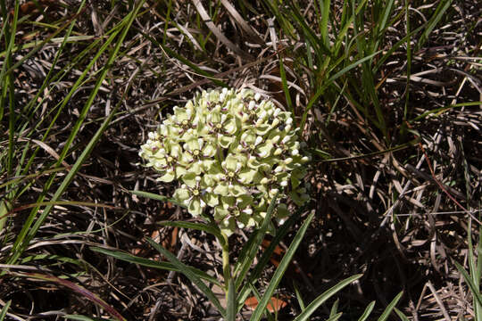 Image of spider milkweed