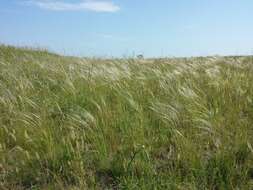 Image of European feather grass